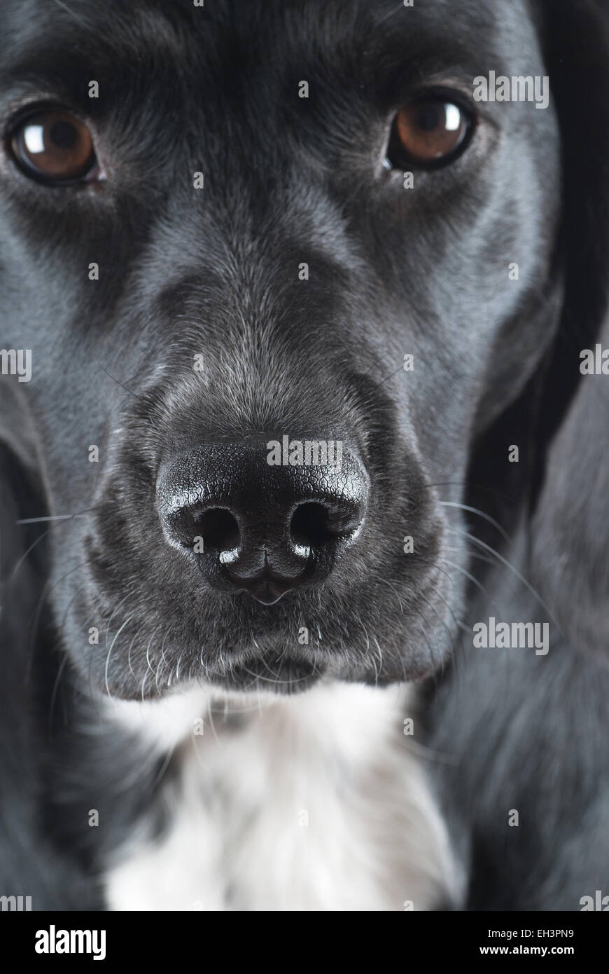 Cane bagnato naso vicino Foto stock - Alamy