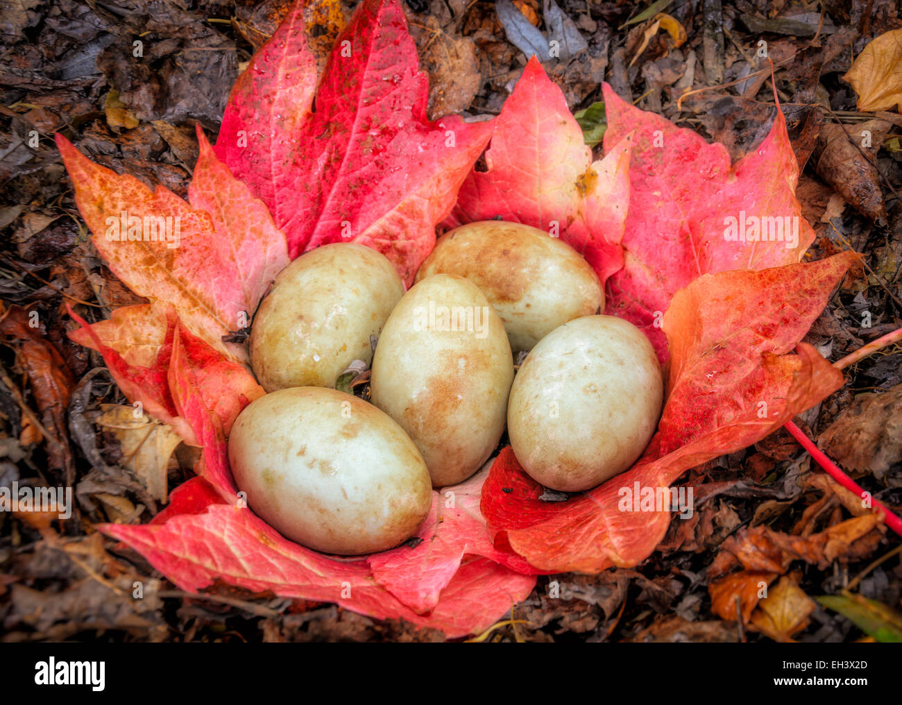 Swan uova nel nido abbandonato fatta di caduti di rosso e di giallo, foglie di autunno. Foto Stock