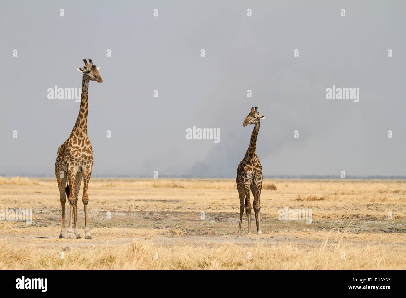 Due Giraffe Maasai in piedi a fianco a fianco in Katavi Foto Stock