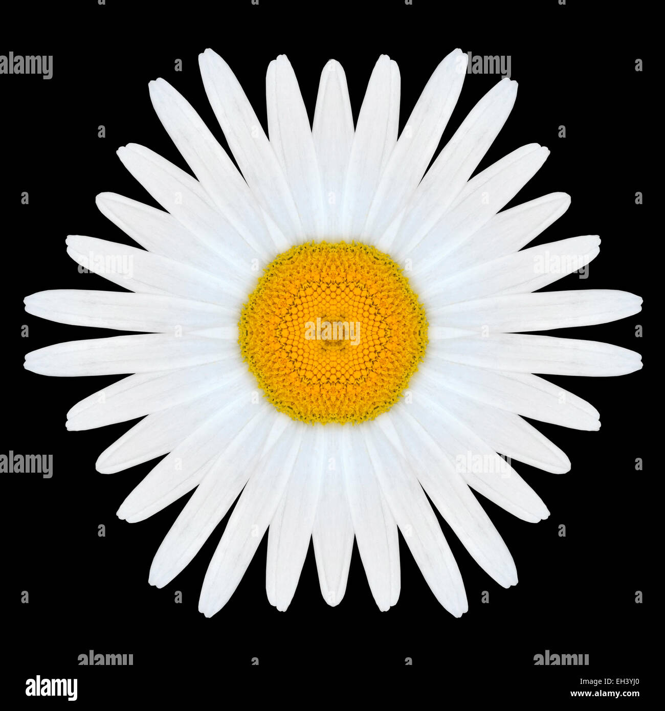 Fiore bianco Mandala. Design caleidoscopica isolati su sfondo nero. Configurazione con mirroring Foto Stock
