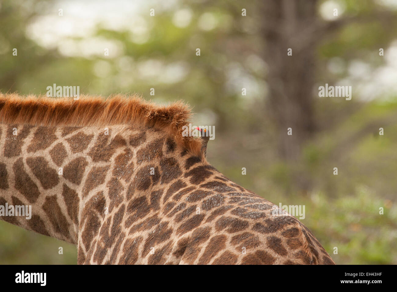 Rosso Oxpecker fatturate sul retro di una giraffa Foto Stock