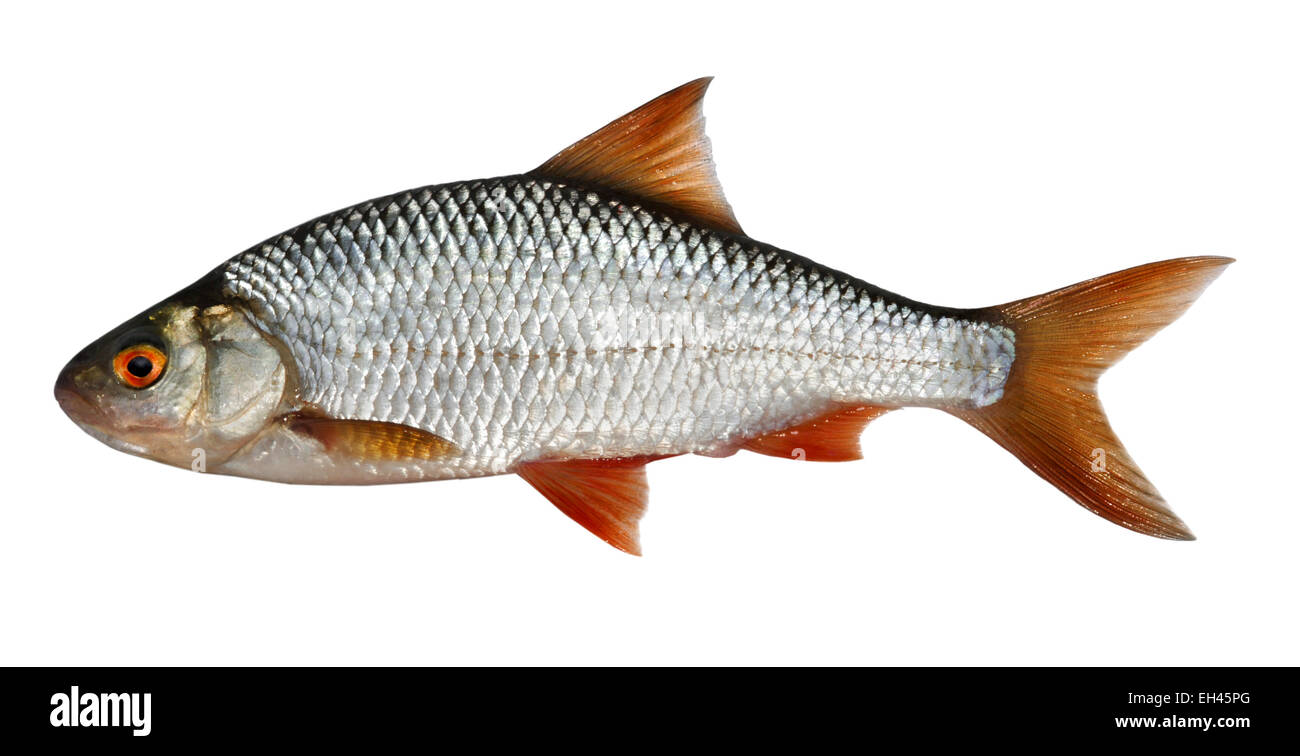 Roach - Rutilus rutilus Foto Stock
