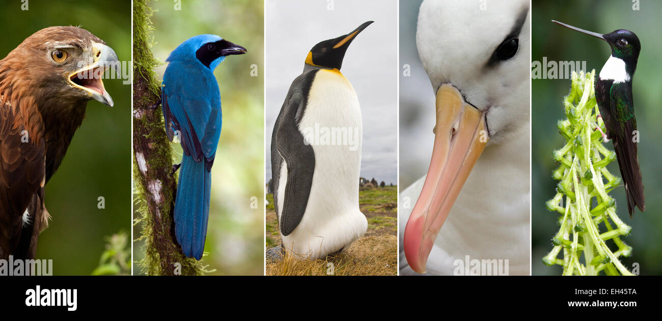 Una selezione di immagini di uccelli Foto Stock