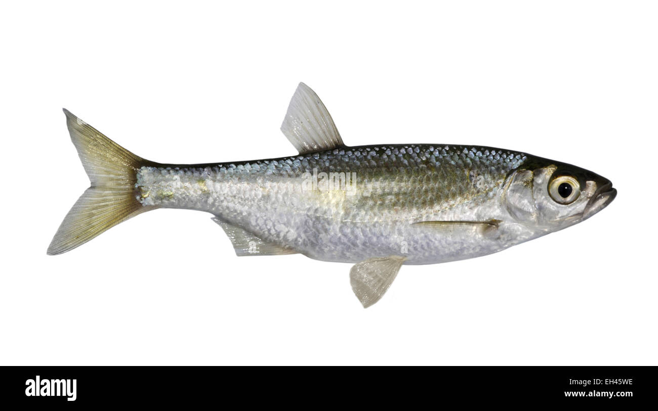 Bleak - Alburnus alburnus Foto Stock