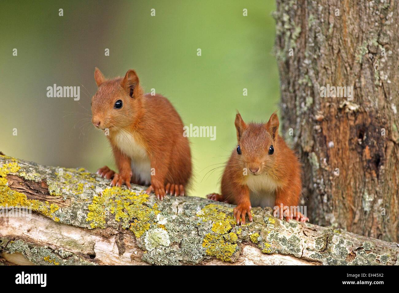 Francia, Maine et Loire, scoiattolo (Sciurus vulgaris) Foto Stock