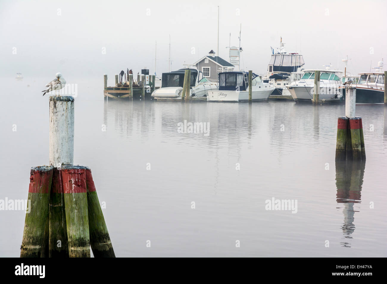 Fiume Connecticut in Essex, nebbia mattutina, porto, seagull su palificate Foto Stock