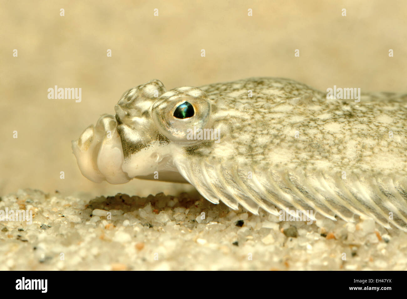 - La passera di mare Pleuronectes platessa Foto Stock