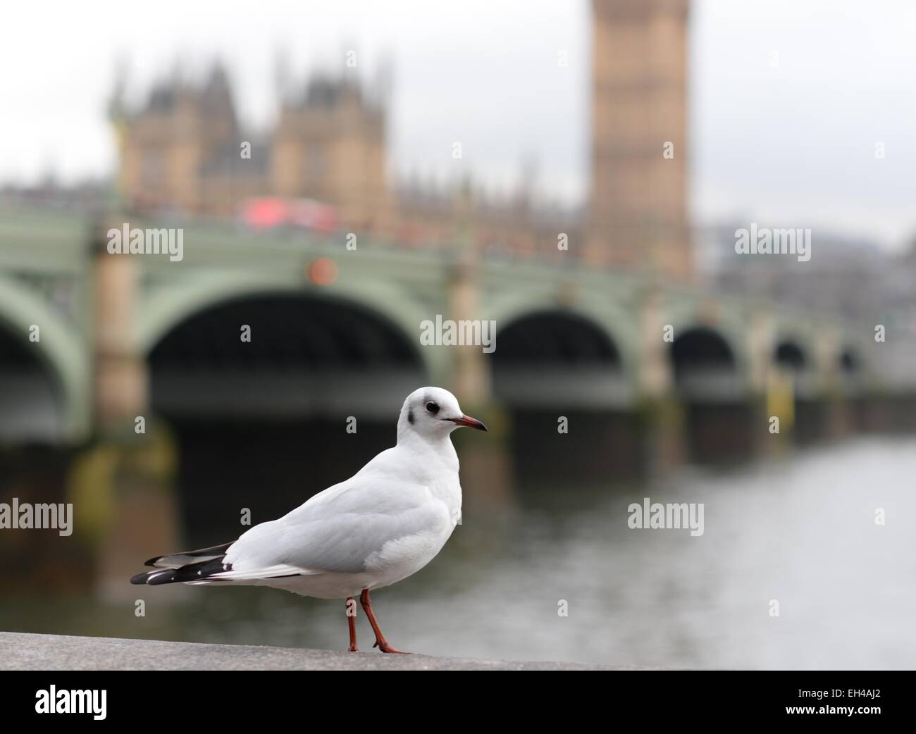 Seagull arroccato su una parete del Tamigi a Westminster Bridge e le Houses of Parliament, Londra, Regno Unito Foto Stock