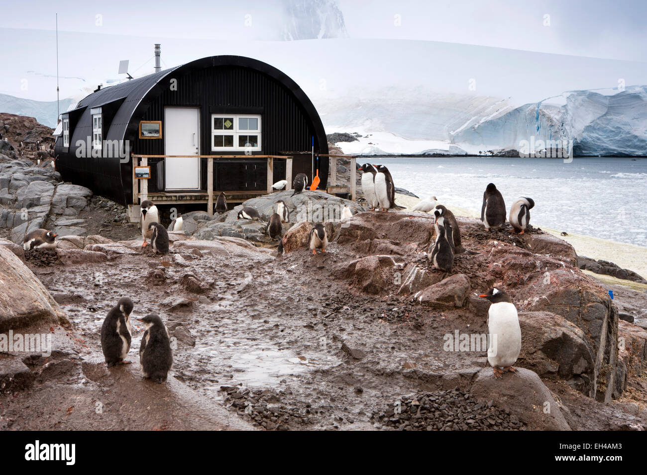 L'Antartide, Isola Goudier, Port Lockroy, pinguini Gentoo nella parte anteriore della base britannica nissen hut Foto Stock