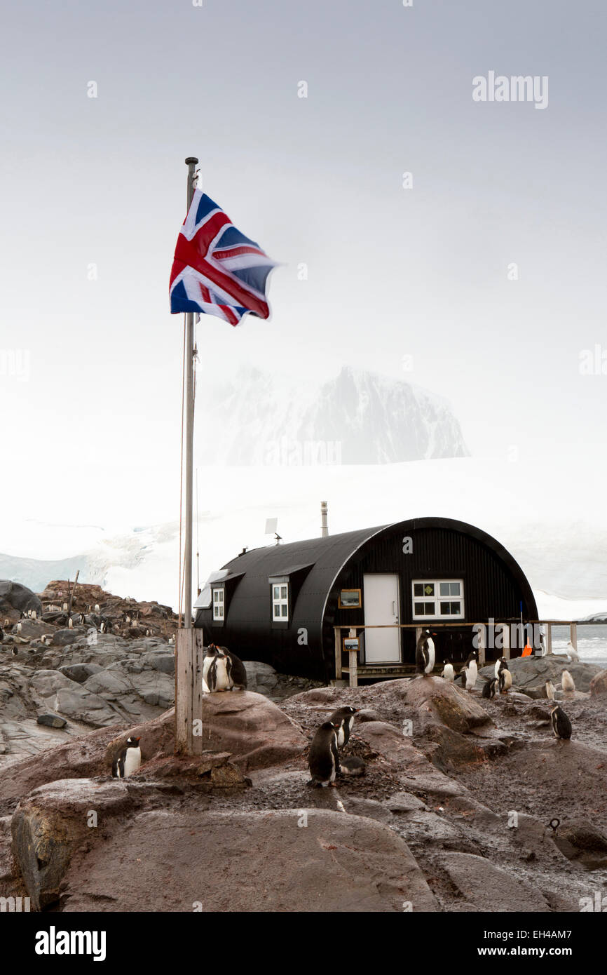 L'Antartide, Isola Goudier, Port Lockroy, pinguini Gentoo nella parte anteriore della base britannica nissen hut e Union Jack bandiera del Regno Unito Foto Stock