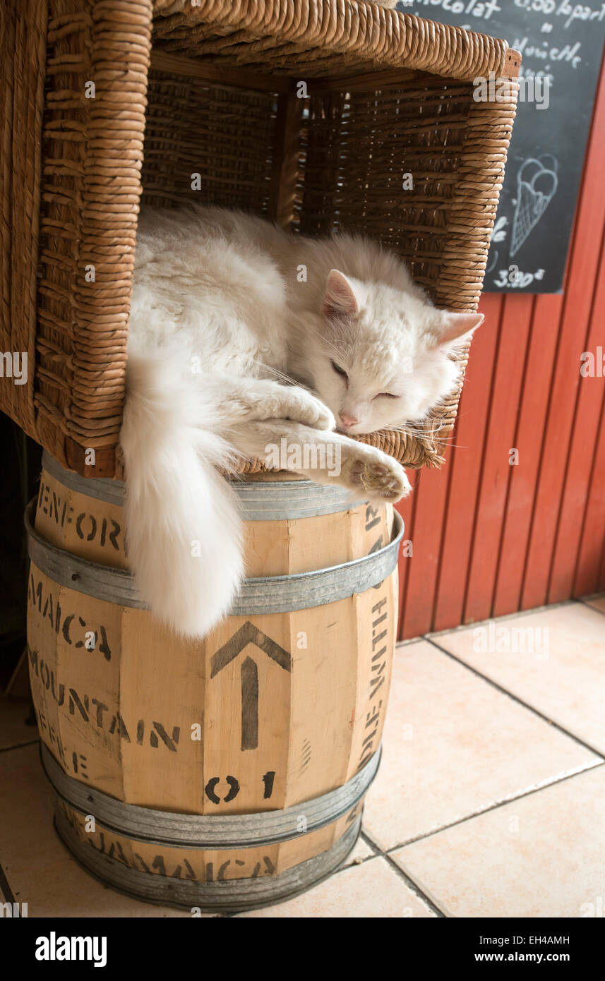 Gatto dorme su un chicco di caffè canna Francia Europa Foto Stock