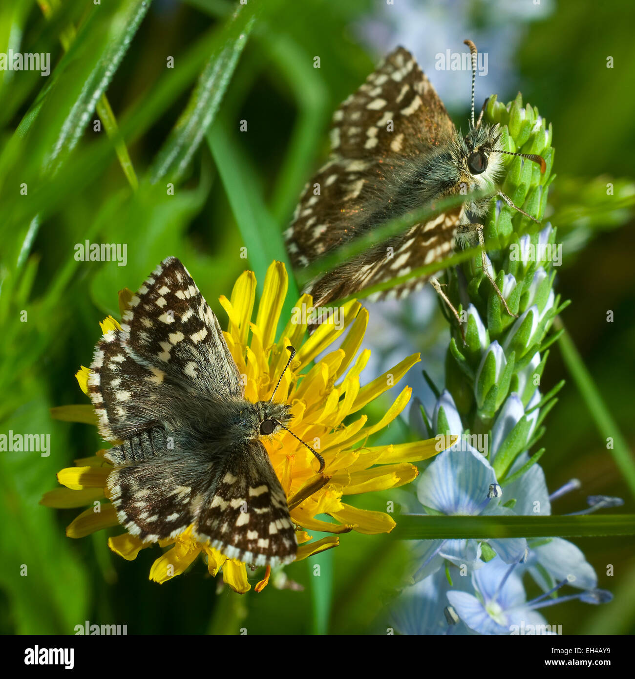 Due farfalle(Purgus malvae) su un fiore giallo(Taraxacum)sfondo verde quadrato Foto Stock