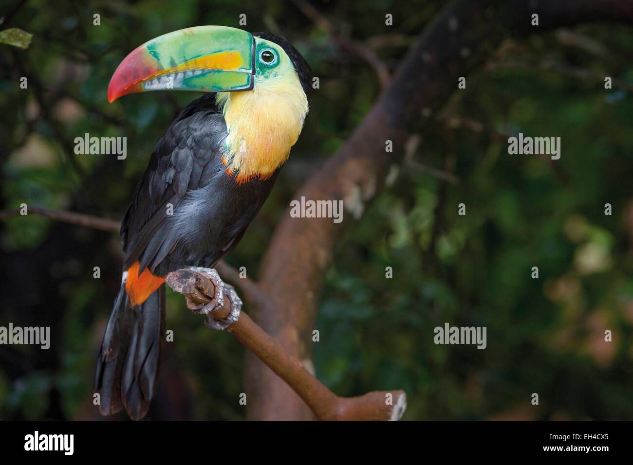Panama, provincia di Darien, Parco Nazionale del Darién, classificato come patrimonio mondiale dall UNESCO, Embera comunità indigena, ritratto di un tucano su un ramo Foto Stock