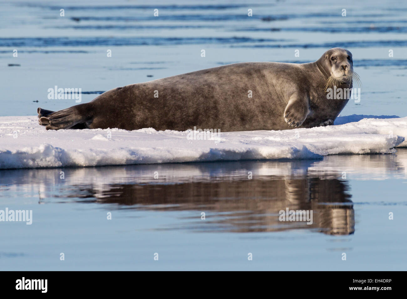 Guarnizione barbuto / square pinna guarnizione (Erignathus barbatus) appoggiato su ghiaccio floe, Svalbard, Norvegia Foto Stock