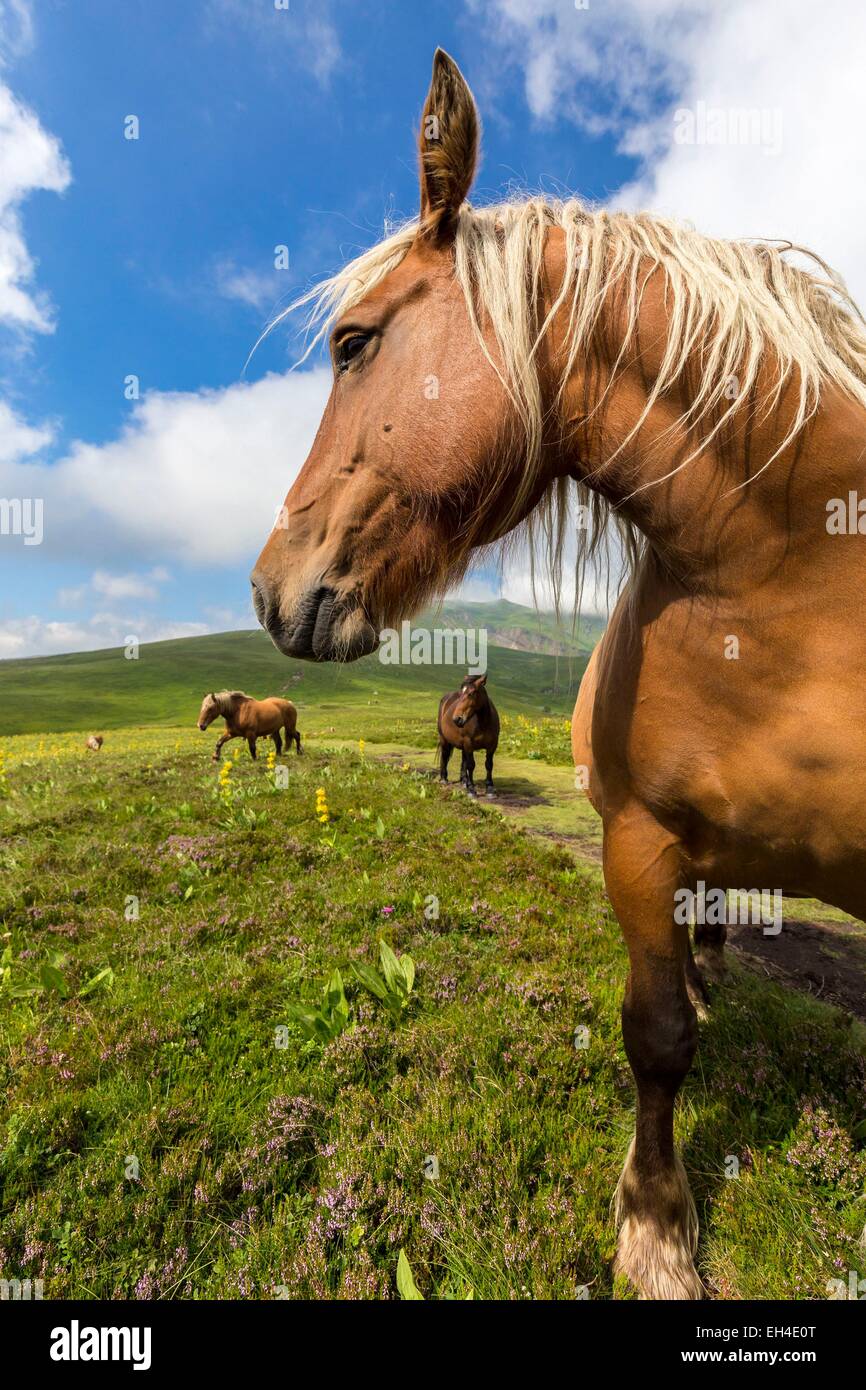 Francia, Puy de Dome, CHAMBON SUR LAC, Riserva Naturale Regionale dei Vulcani della Auvergne, massiccio del Sancy, la riserva naturale della Valle di Chaudefour, dei cavalli di razza Haflinger, noto anche come l'avelignese, sul percorso di creste Foto Stock