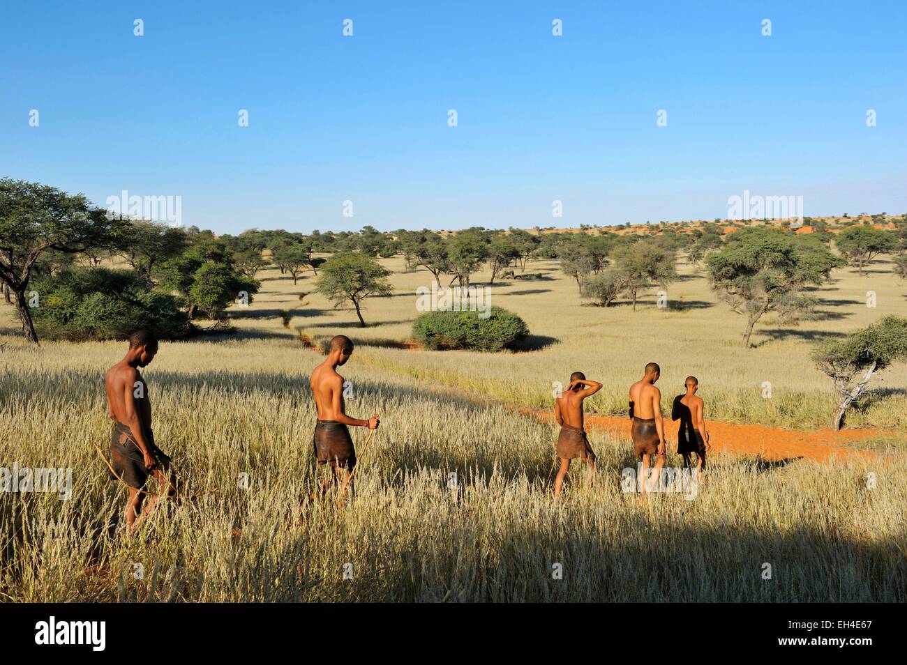 La Namibia, deserto Kalahari, Intu Afrika Kalahari Game Reserve, passeggiata mattutina con i Boscimani Foto Stock