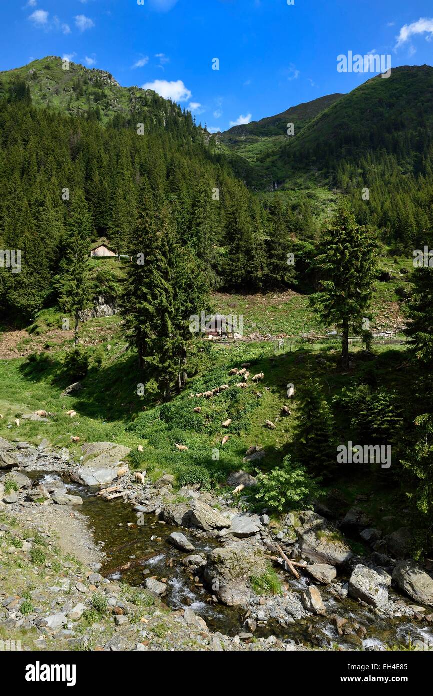 La Romania, Valacchia, Muntenia, Arges County, Monti Fagaras lungo la strada Transfagarasan nei Carpazi Meridionali Foto Stock