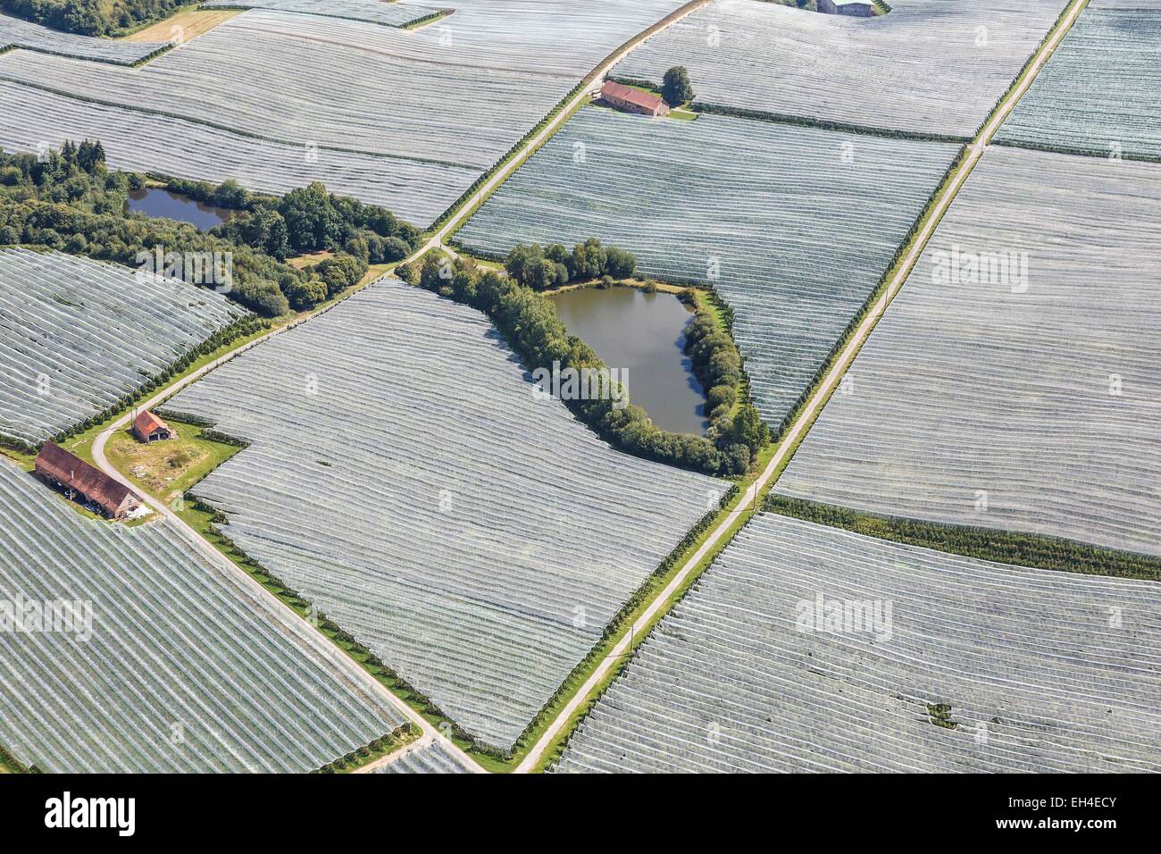 Francia, Dordogne, Sarlande, alberi da frutta sotto anti grandine reti (vista aerea) Foto Stock