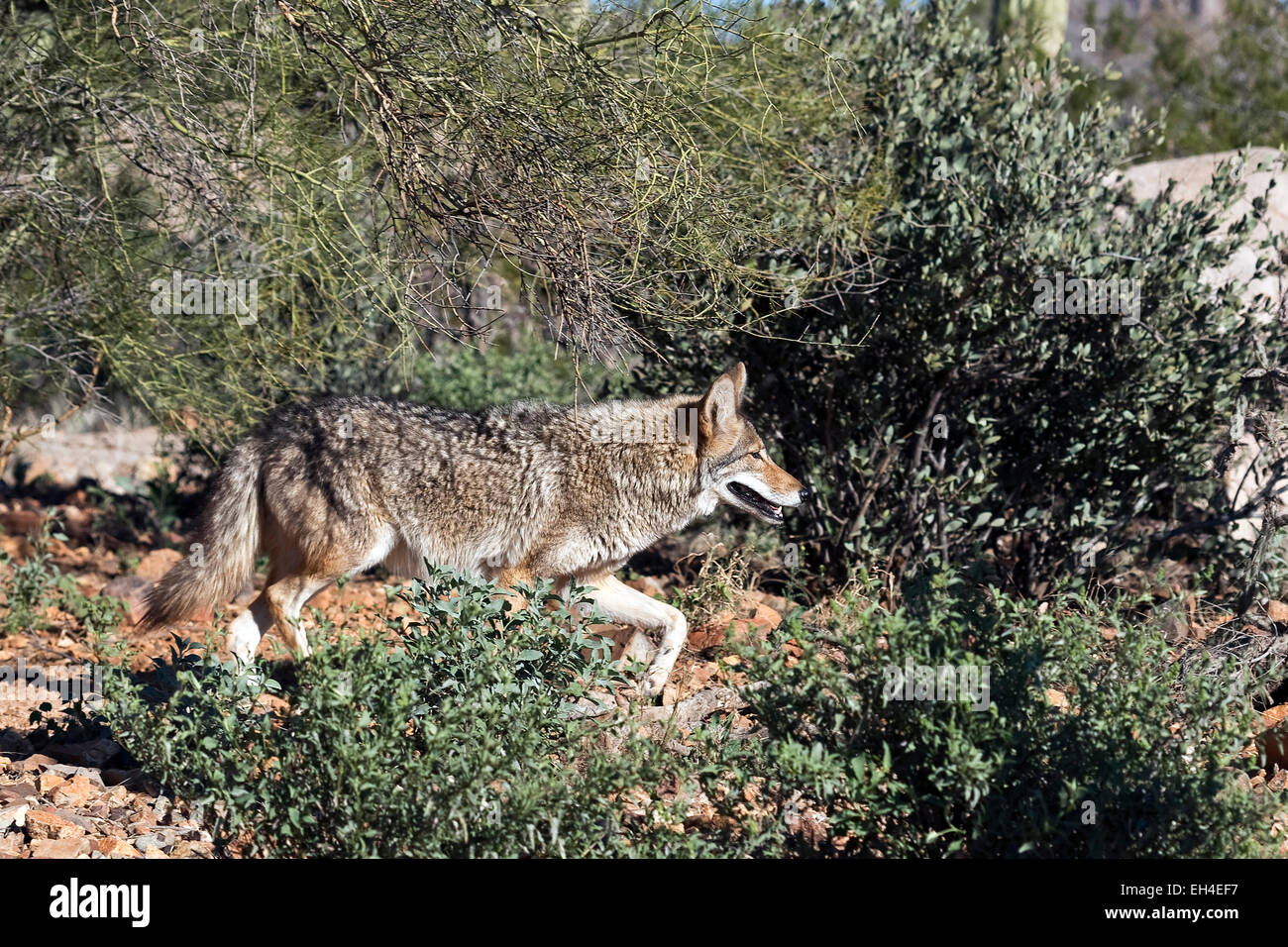 Coyote (Canis latrans), Arizona Foto Stock