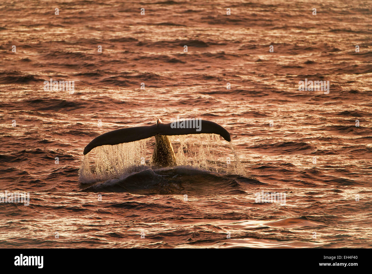 Humpback Whale (Megaptera novaeangliae) sollevando la sua coda passera nera di calarsi per alimentare al tramonto Foto Stock
