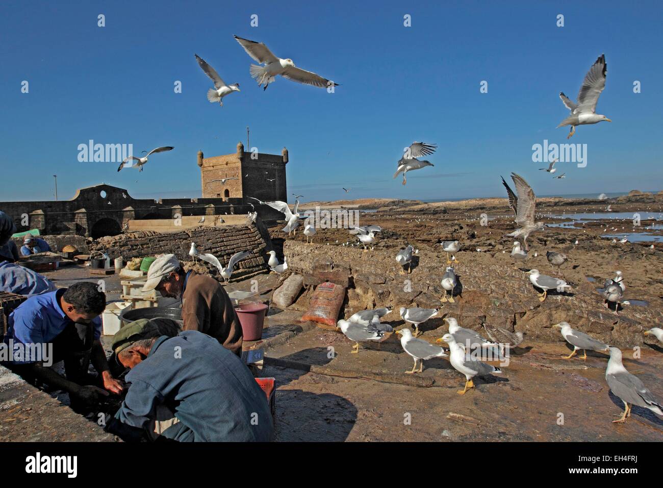 Marocco Essaouira, porto, pescatore, giallo-zampe (gabbiano Larus michahellis) Foto Stock