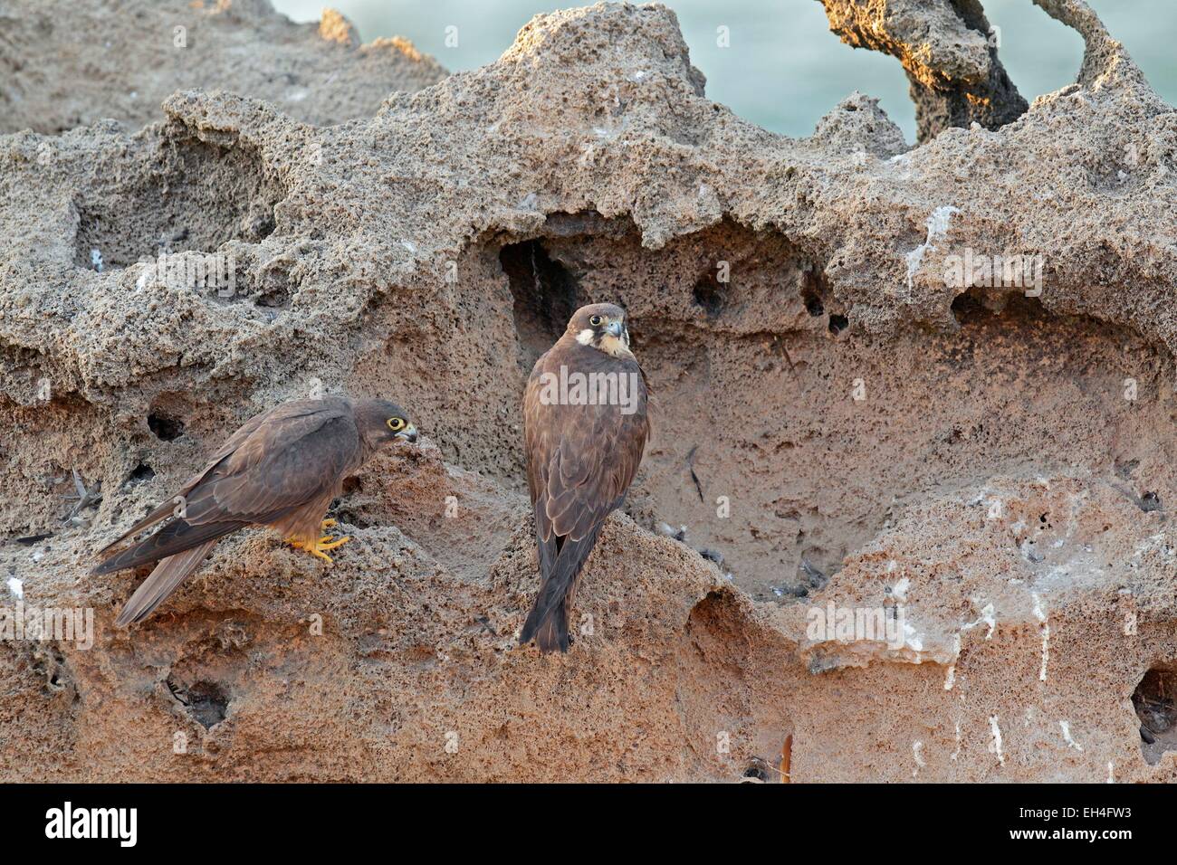 Marocco Essaouira, Arcipelago di Essaouira Mogador isole, falco di Eleonora (Falco eleonorae) Foto Stock
