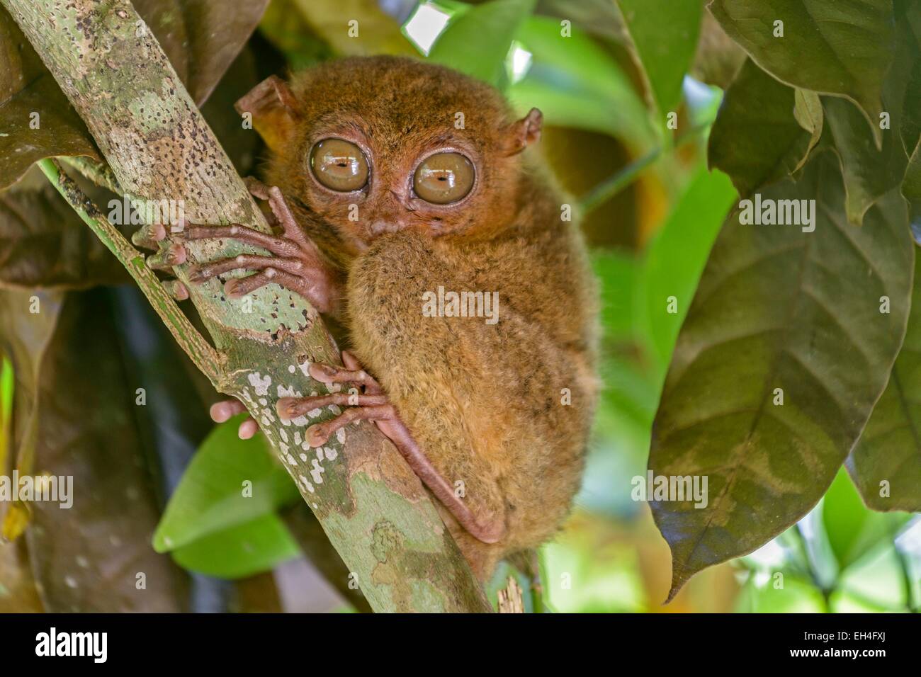 Filippine, Visayas arcipelago, l'isola di Bohol, Tarsier (Carlito syrichta), il più piccolo primate del mondo Foto Stock