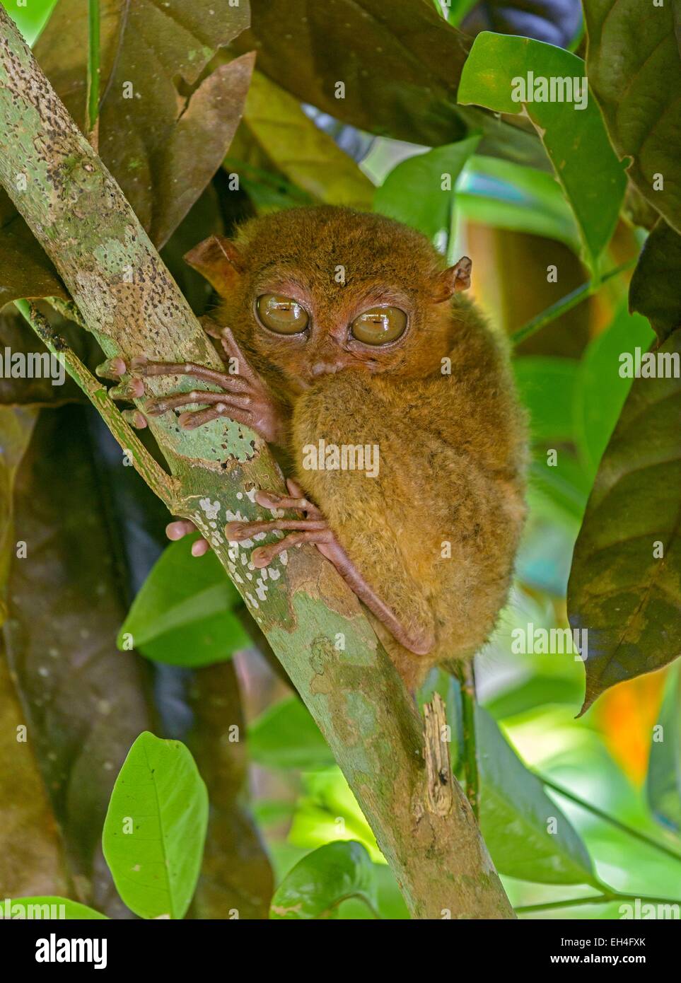 Filippine, Visayas arcipelago, l'isola di Bohol, Tarsier (Carlito syrichta), il più piccolo primate del mondo Foto Stock