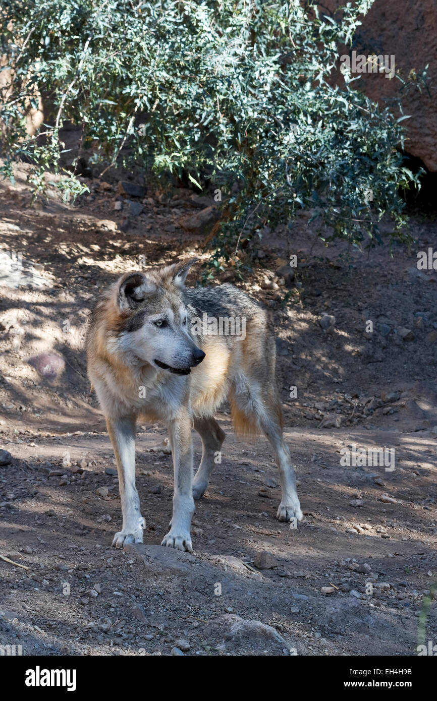 Lupo messicano (Canis lupus baileyi) Foto Stock