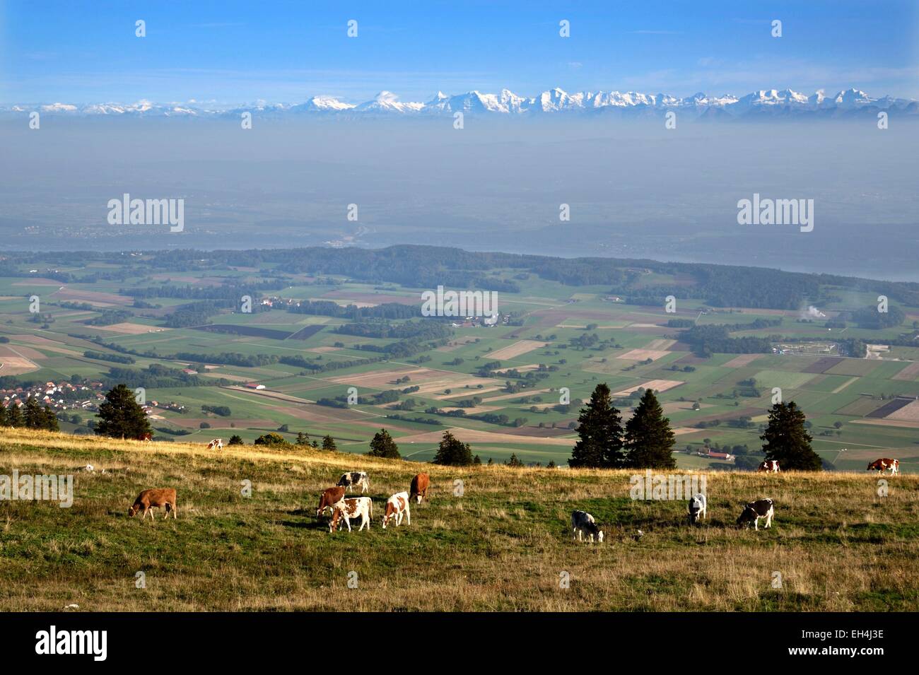 La Svizzera, il Cantone di Berna, il Massiccio del Chasseral panorama delle Alpi dal massiccio del Chasseral e mucche al pascolo Foto Stock