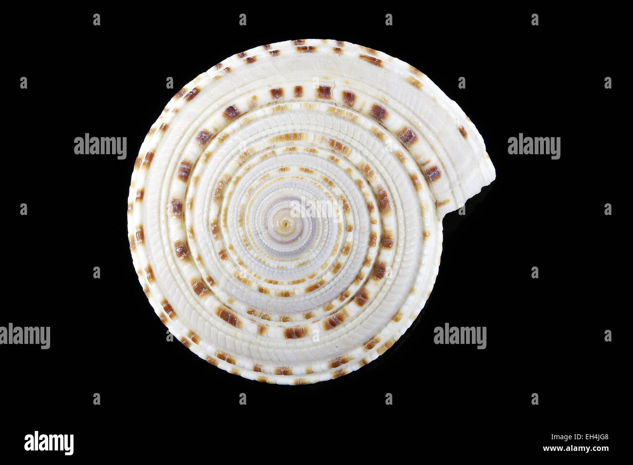 Seashell dimostrando geometria sacra o spirale logaritmica Foto Stock