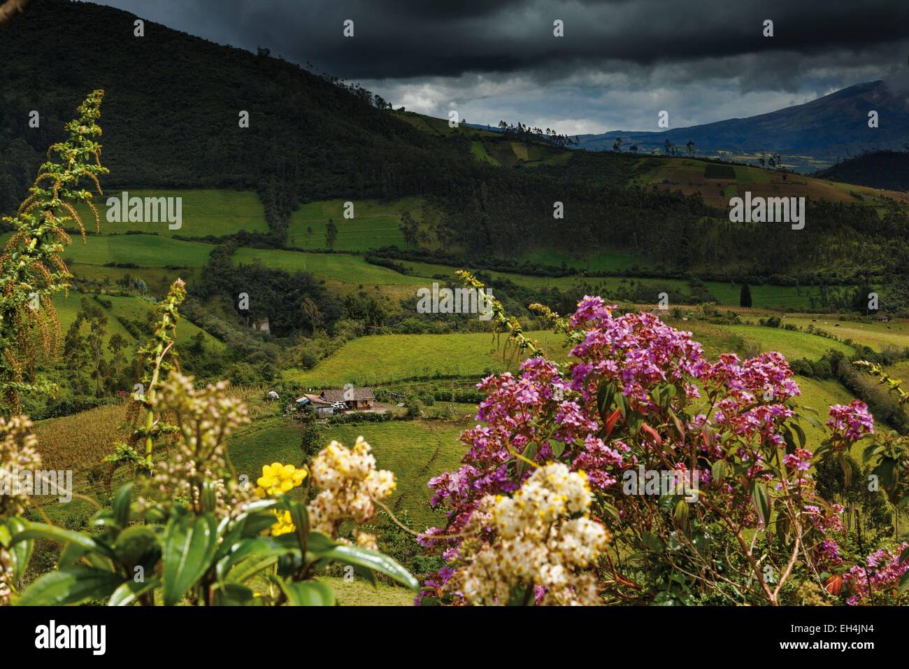 Ecuador, Imbabura, laguna Mojanda, paesaggio montano di vegetazione equatoriale sotto un cielo tempestoso Foto Stock