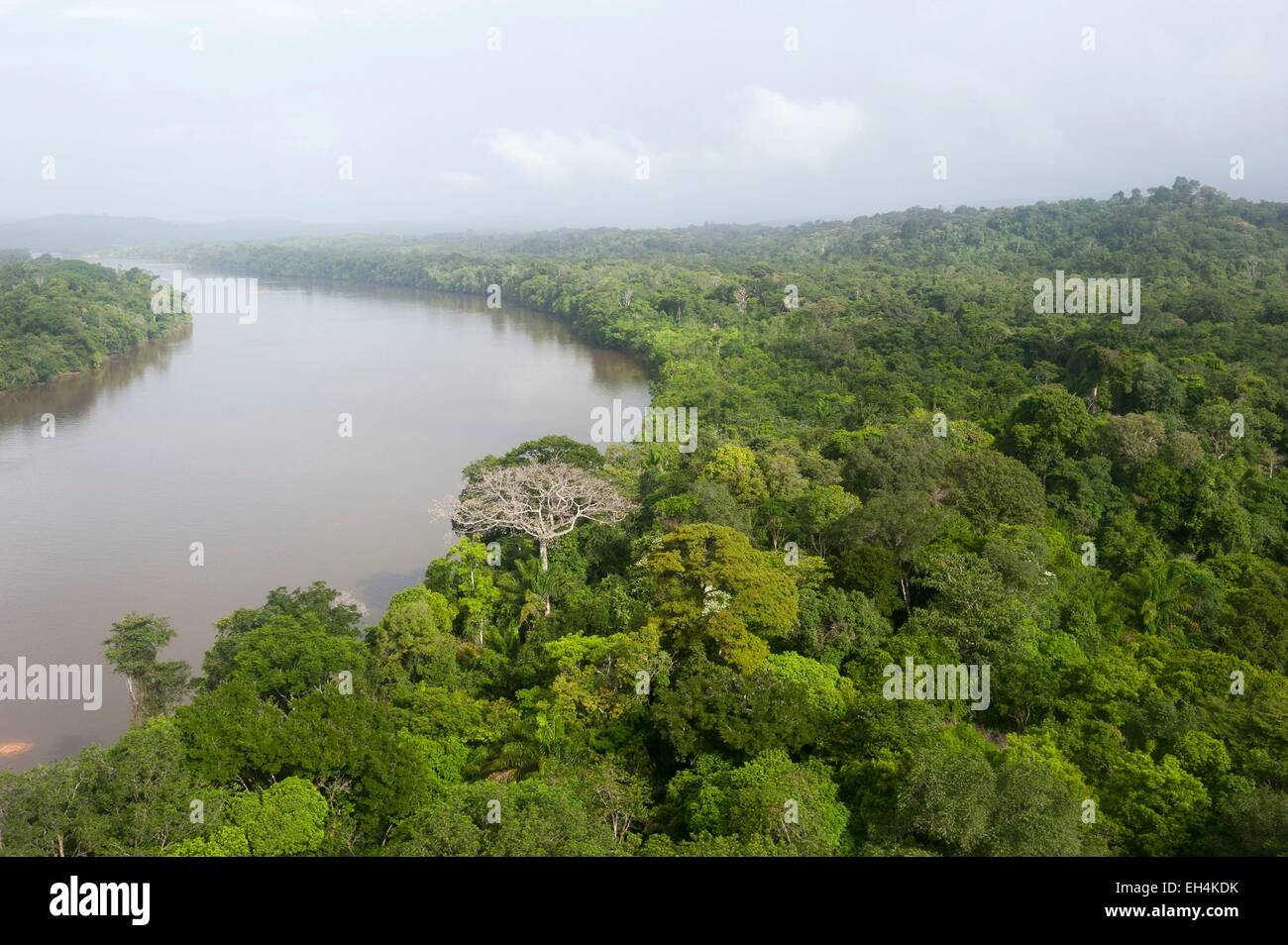 Francia, Guiana francese, Parc Amazonien de Guyane (Guiana Parco amazzonico), Maripasoula, la foresta pluviale amazzonica, panoramica del fiume Lawa diventando a valle del fiume Maroni (vista aerea) Foto Stock