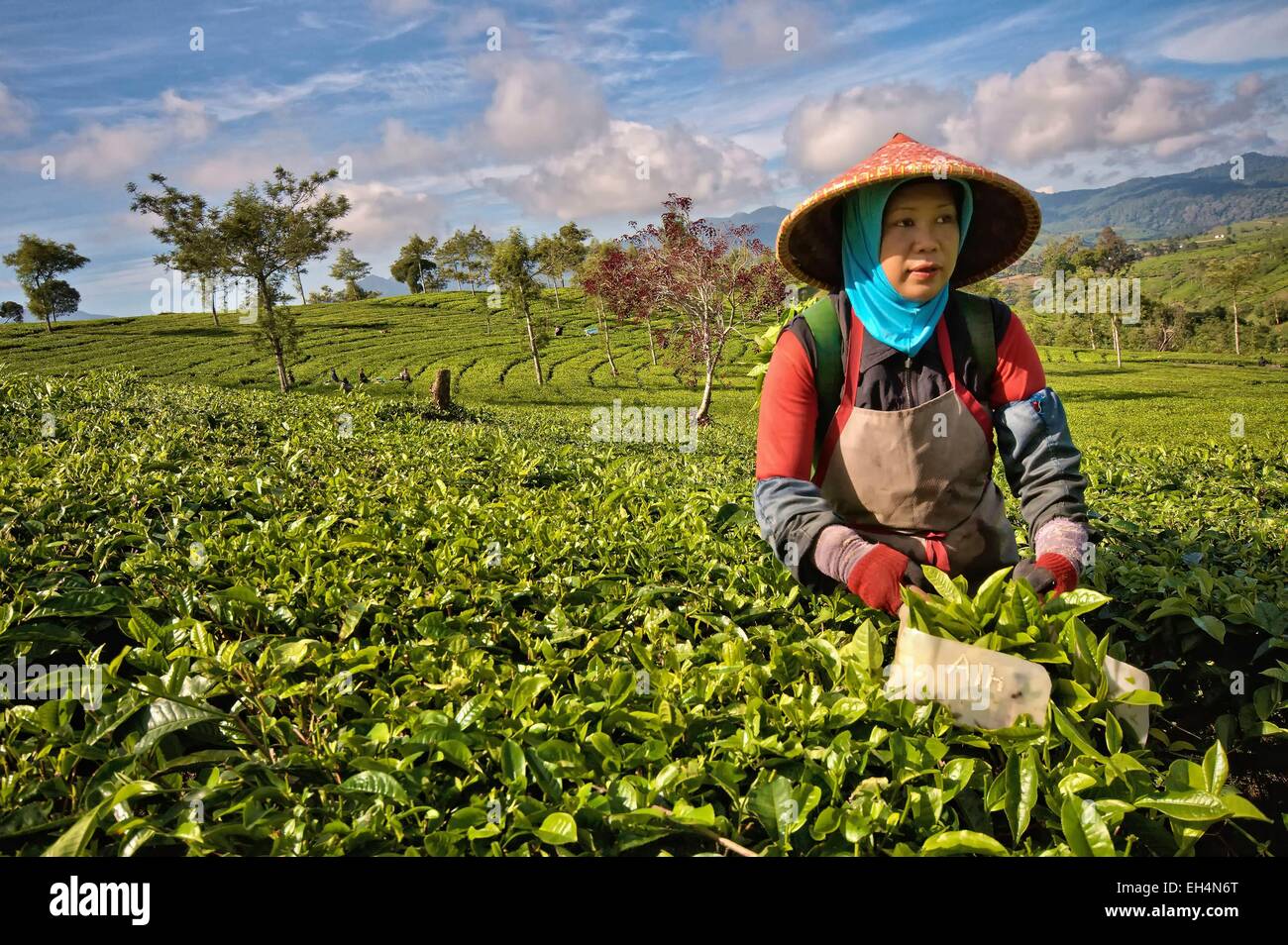 Indonesia, Java Jawa Barat, Bandung, Malabaresi piantagione di tè, donna di tè di prelievo Foto Stock