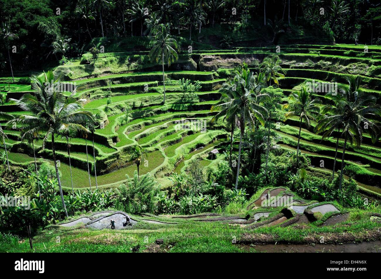 Indonesia, Nusa Tenggara, Bali Tegallalang terrazze di riso sono classificati come patrimonio mondiale dall' UNESCO Foto Stock