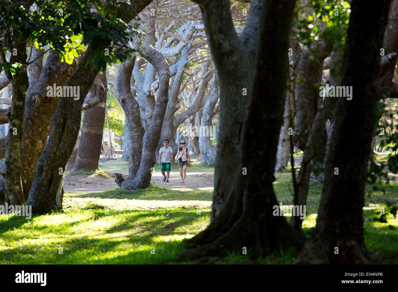 Francia, Nuova Caledonia, Isola dei Pini, Kanumera Bay, foresta bugny Foto Stock