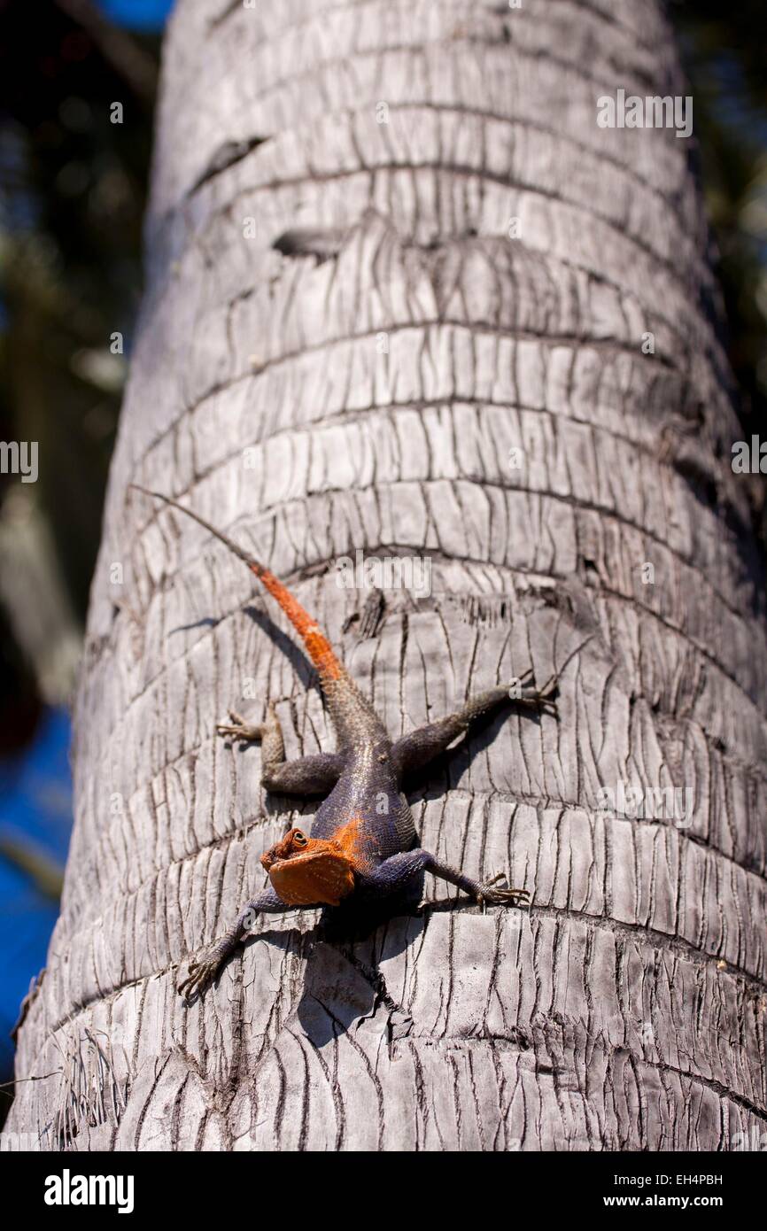 La Namibia, regione di Kunene, Kaokoland, roccia namibiano AGAMA SA (AGAMA SA planiceps) sul tronco di un albero di palma Foto Stock