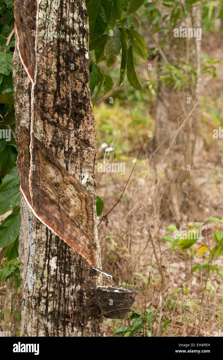 Thailandia, la raccolta del lattice di gomma (Hevea Brasiliensis) Foto Stock