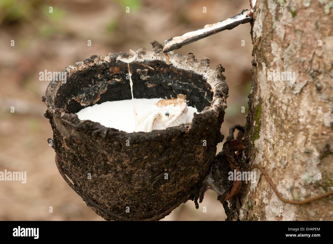 Thailandia, la raccolta del lattice di gomma (Hevea Brasiliensis) Foto Stock