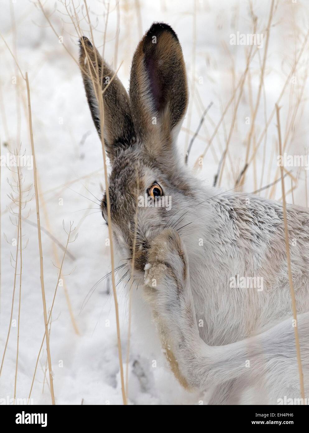 Stati Uniti, il Parco Nazionale di Yellowstone, classificato come patrimonio mondiale dall' UNESCO, lepre Lepre Townsend o silvilago (Lepus townsendi), servizi igienici nella neve Foto Stock