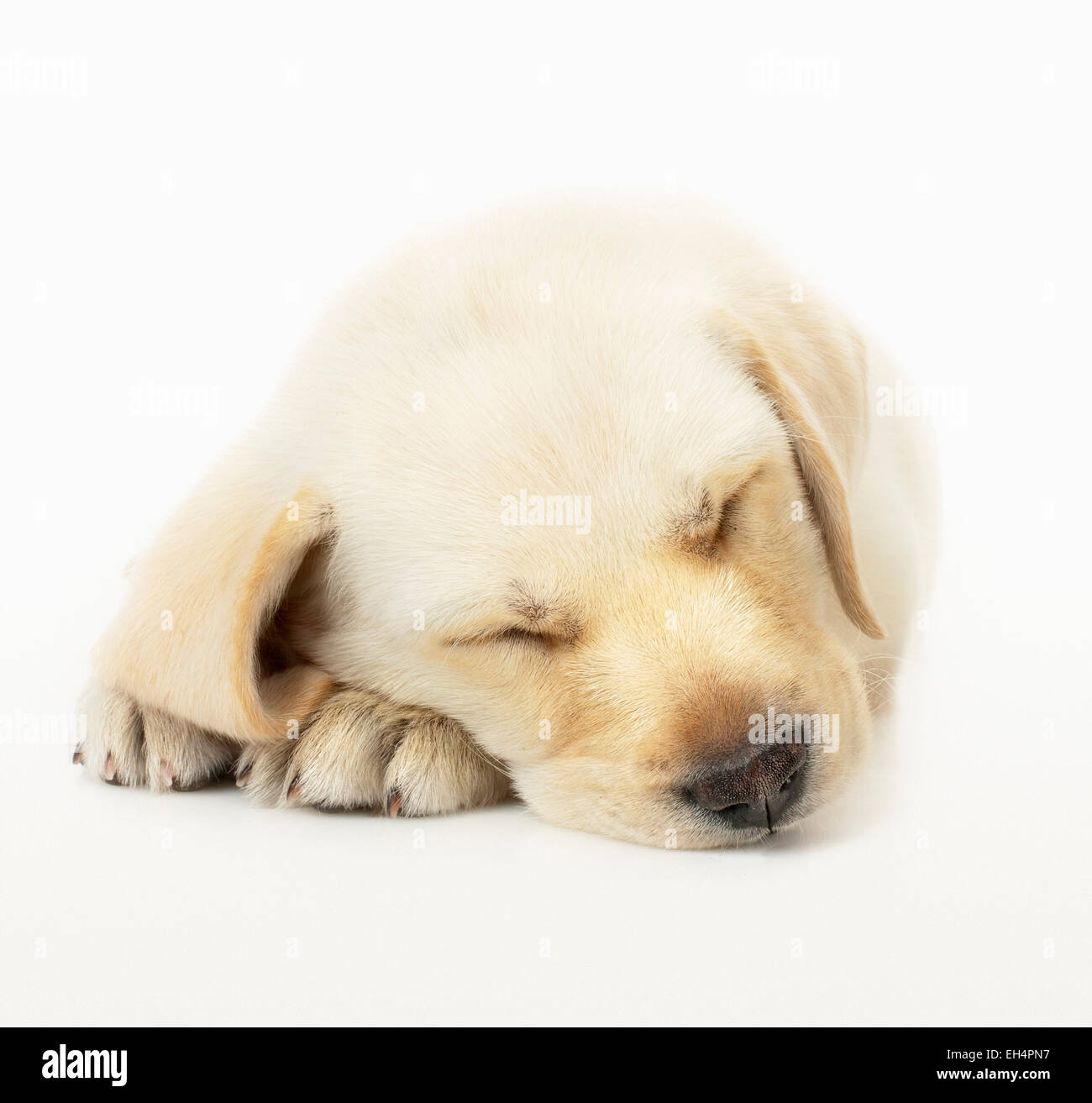 Sleeping Labrador Retriever cucciolo bianco su sfondo per studio Foto Stock