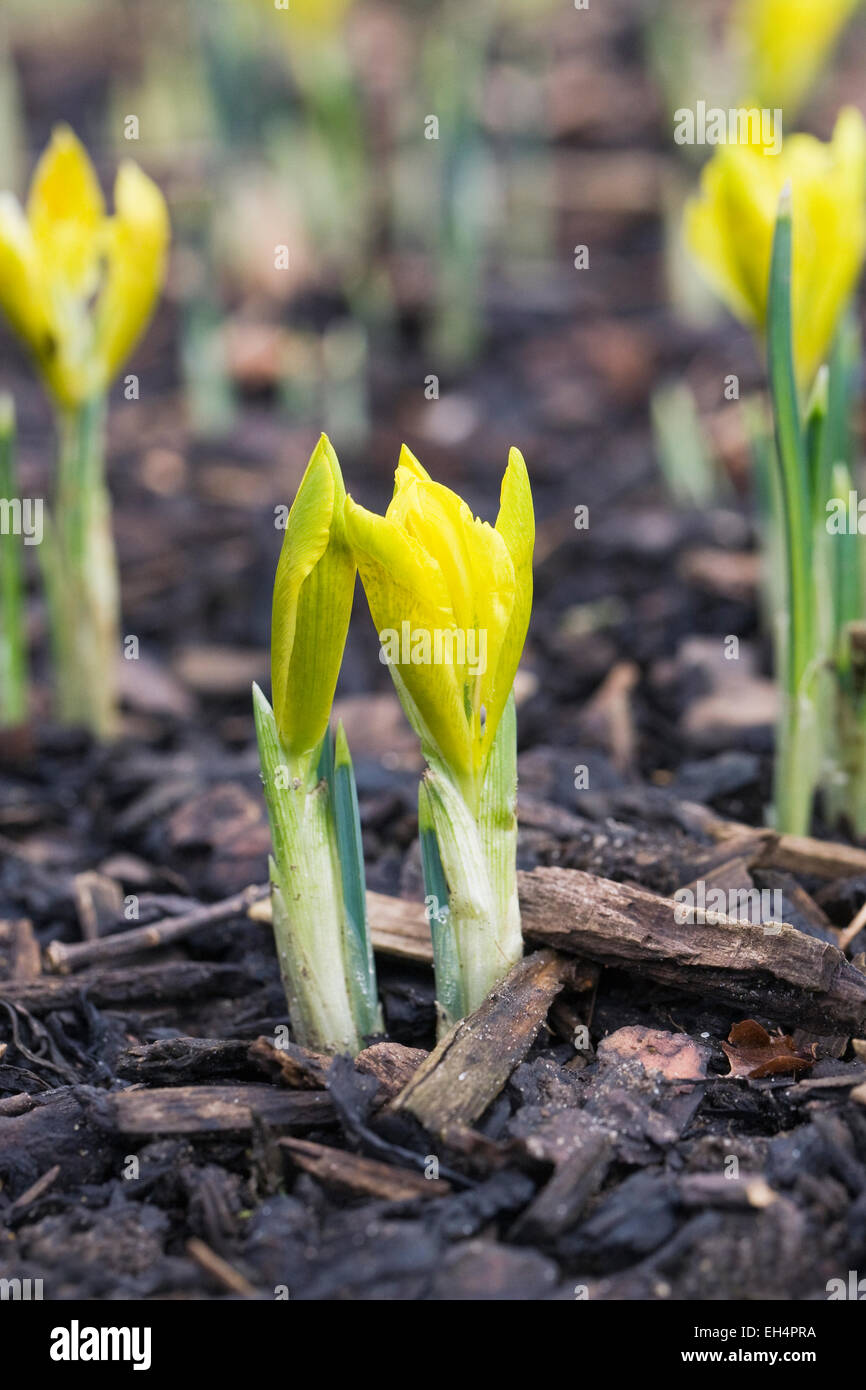 Iris danfordiae boccioli di fiori. Foto Stock