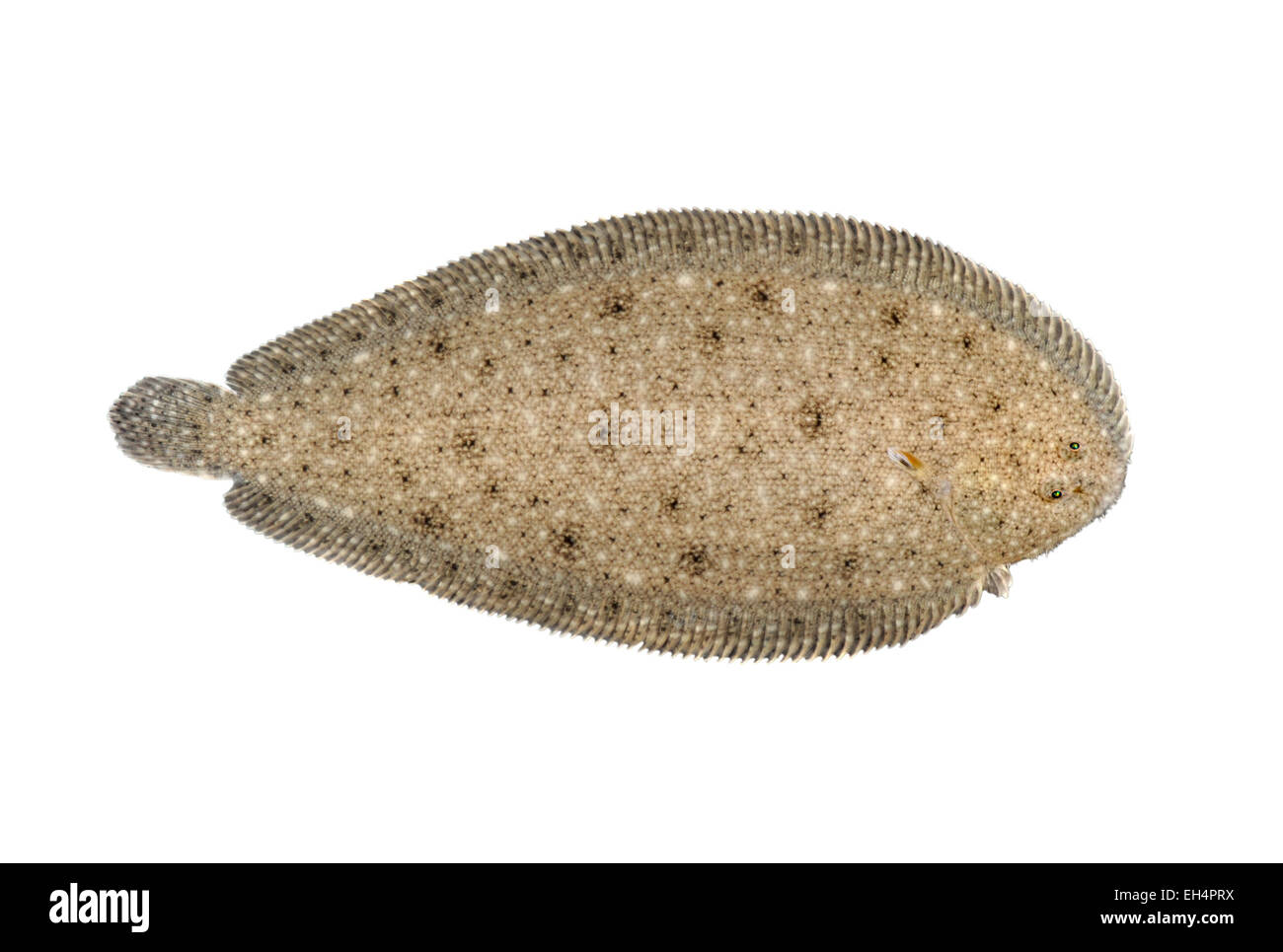 Suola di sabbia - Pegusa lascaris Foto Stock