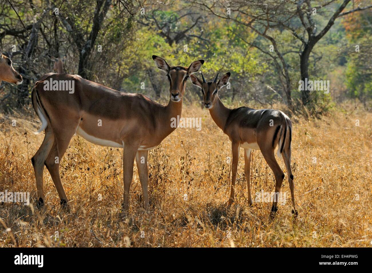 Sud Africa, Kwazulu Natal, Hluhluwe-Imfolozi National Park, Impala (Aepyceros melampus) Foto Stock