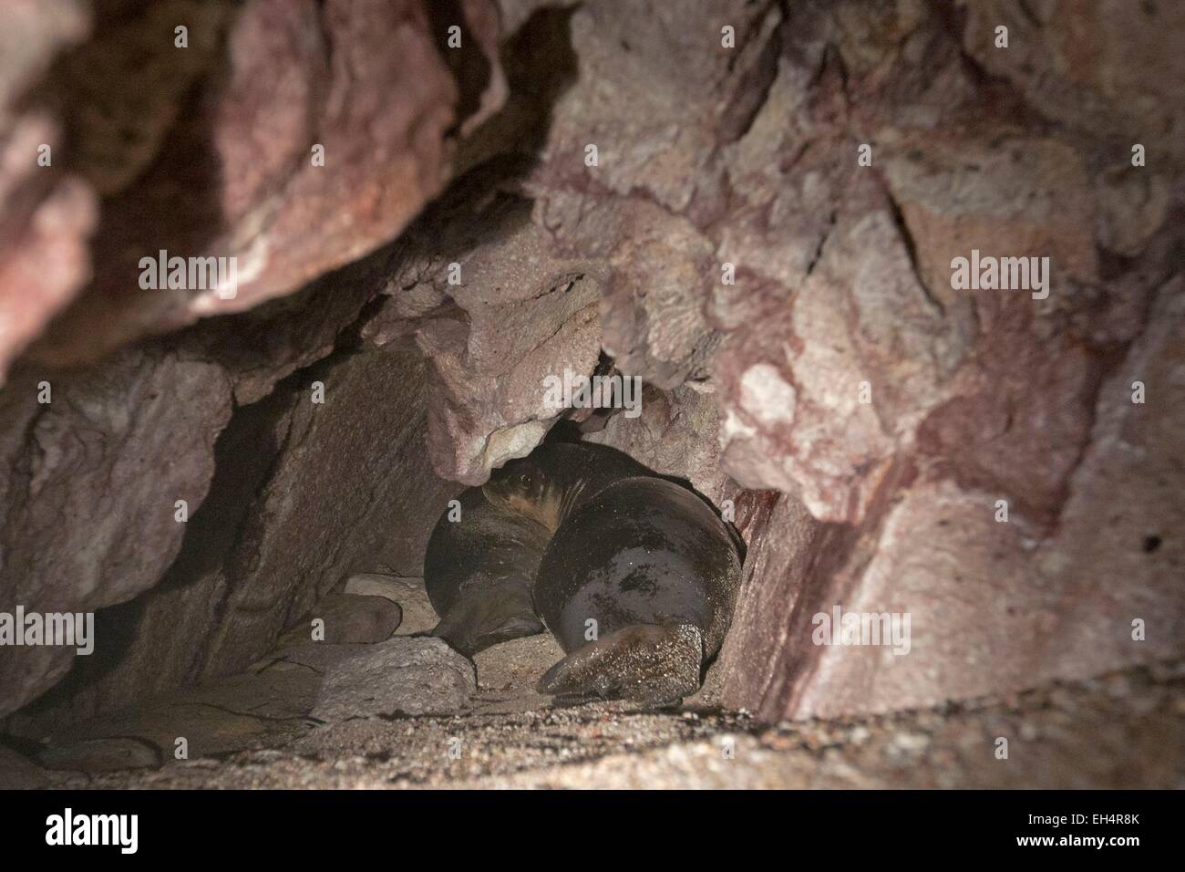 Grecia CICLADI Isola di Milos, foca monaca, Monachus monachus, nella sua grotta Foto Stock