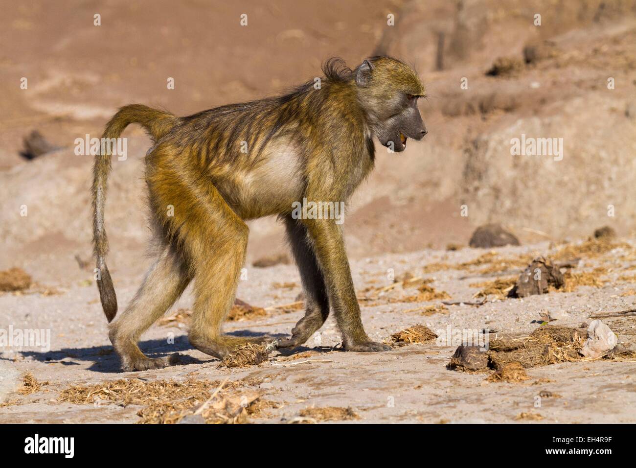 Il Botswana, Chobe National Park, chacma baboon (Papio ursinus) Foto Stock