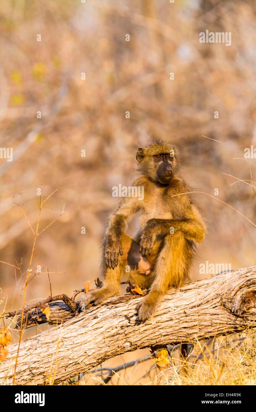 Il Botswana, Moremi Game Reserve, chacma baboon (Papio ursinus) Foto Stock
