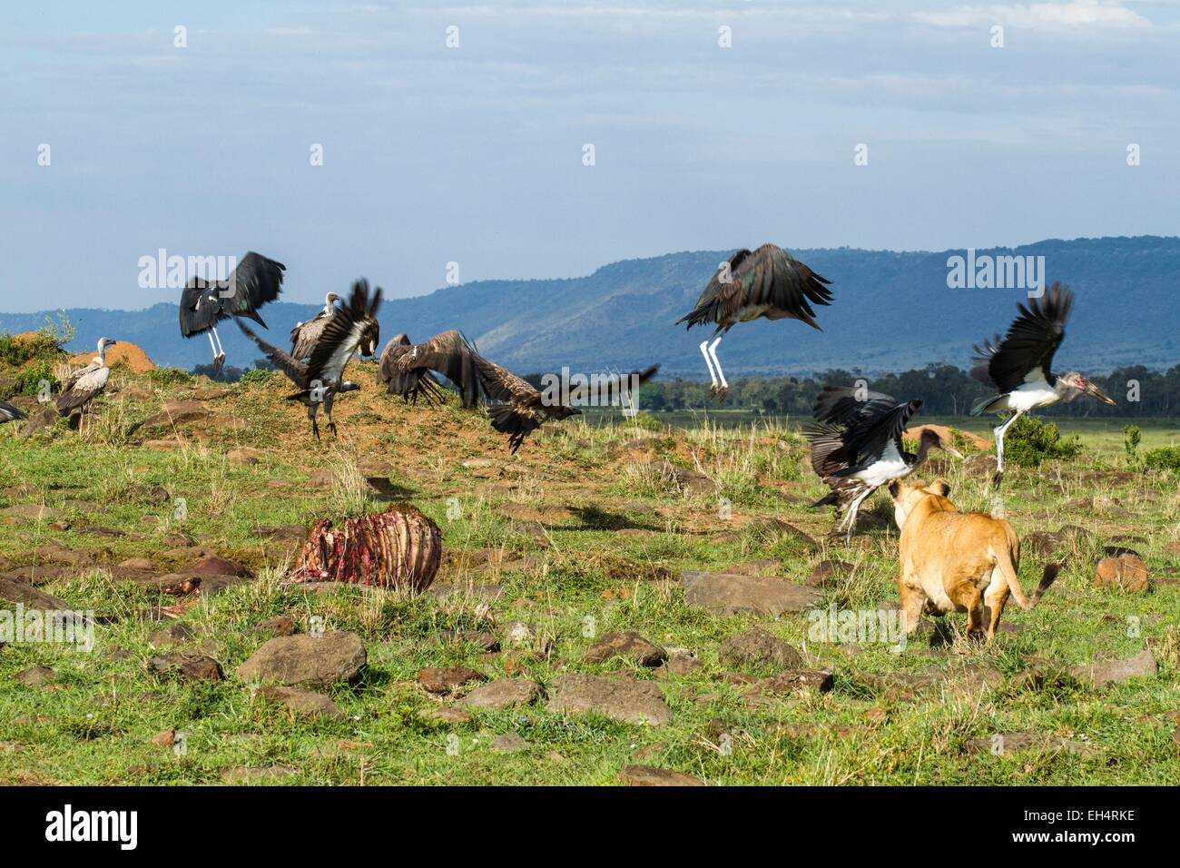 Kenia Masai Mara Game Reserve, Lion (Panthera leo), femmina inseguendo gli avvoltoi e marabou cicogne Foto Stock