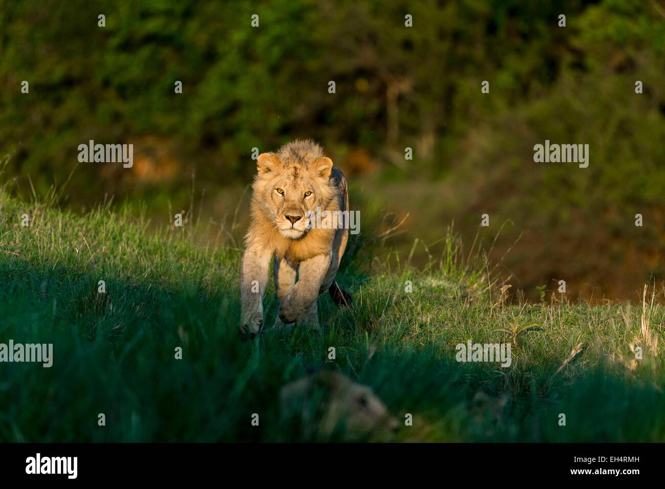 Kenia Masai Mara Game Reserve, Lion (Panthera leo), maschio Foto Stock