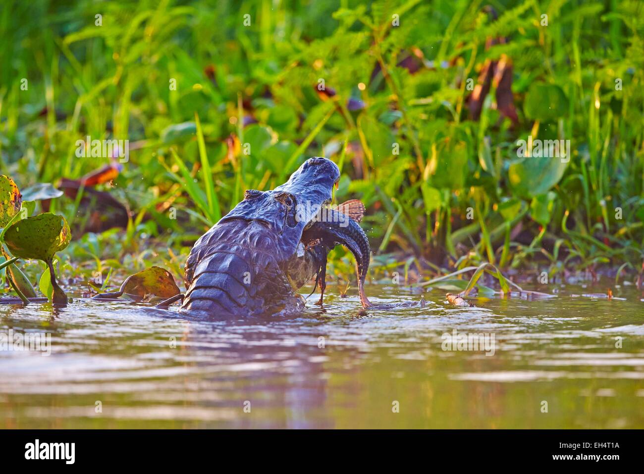 Il Brasile, Mato Grosso, Pantanal regione, Caimano Yacare (yacare Caimano), mangiando un pesce Foto Stock